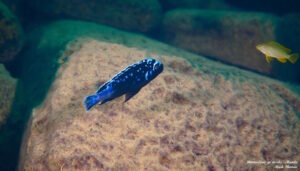 Metriaclima sp. 'msobo' Manda